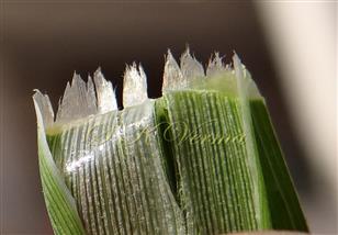  Ligule